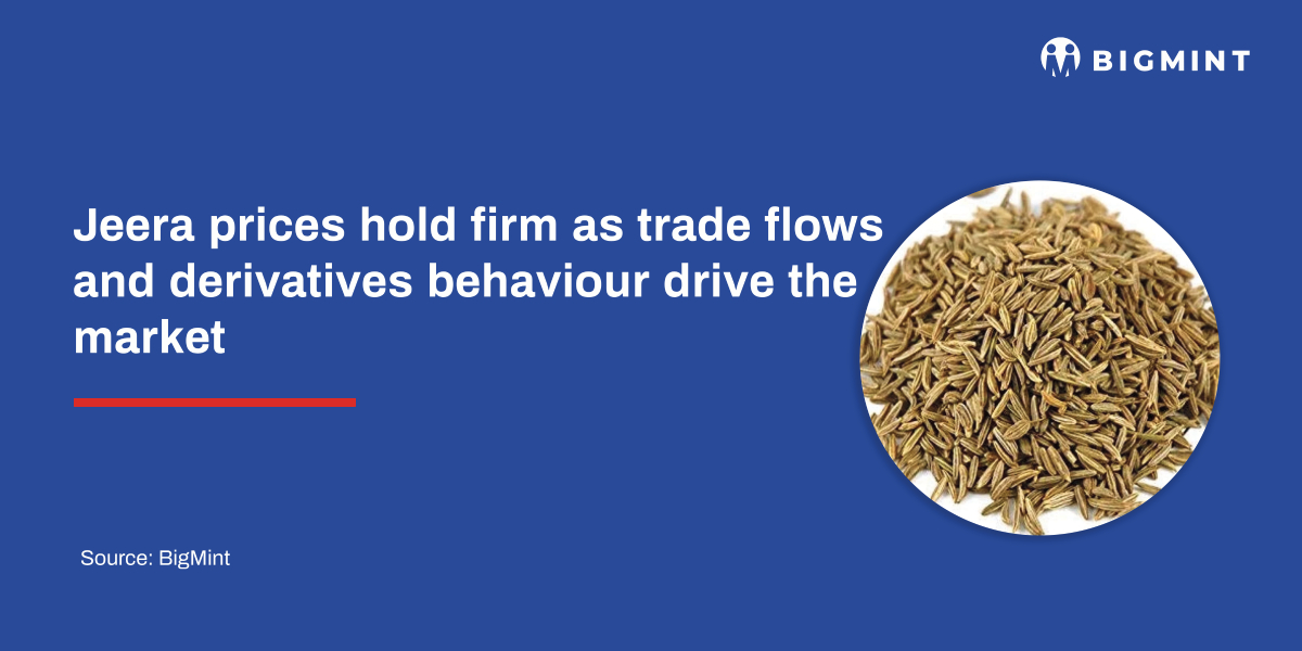 Jeera prices hold firm as trade flows and derivatives behaviour drive the market