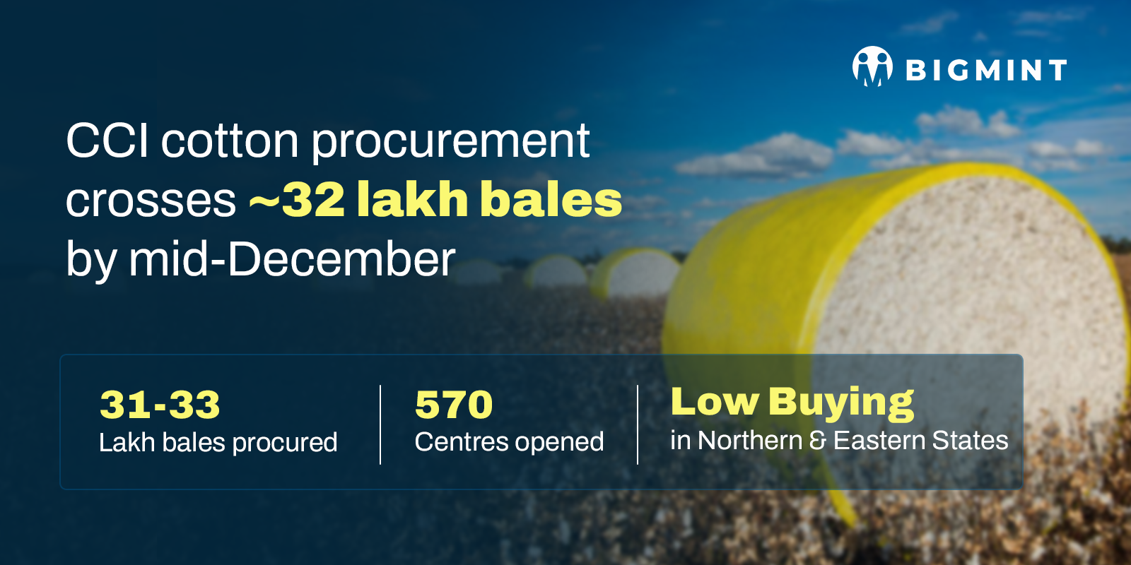 India: CCI’s cotton procurement reaches 31-33 lakh bales by mid-Dec’25