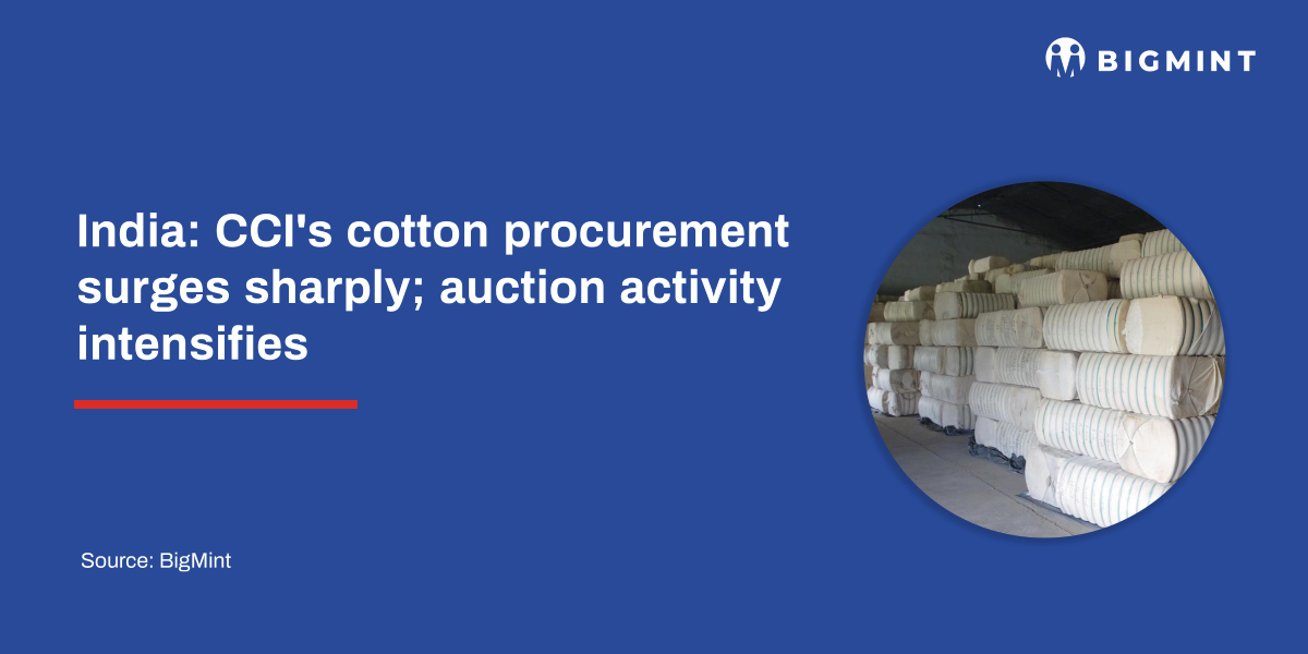 India: CCI’s cotton procurement surges sharply; auction activity intensifies
