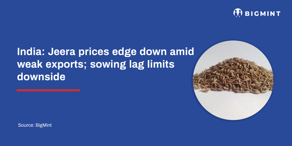 India: Jeera prices edge down amid weak exports; sowing lag limits downside