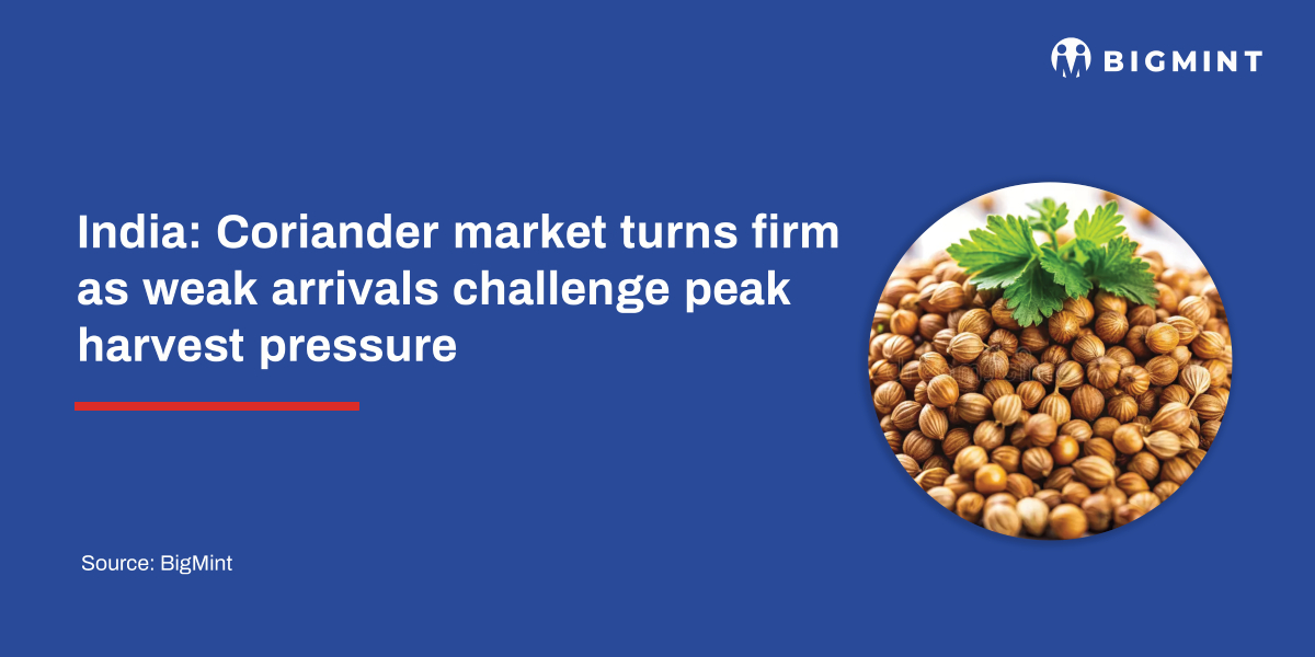 India: Coriander market turns firm as weak arrivals challenge peak harvest pressure