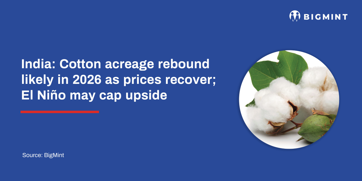 India: Cotton acreage rebound likely in 2026 as prices recover; El Niño may cap upside