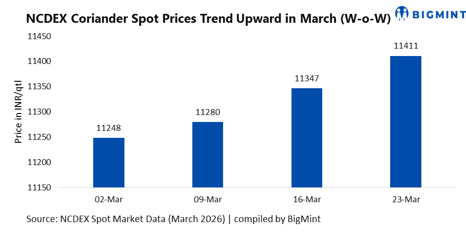 India: Coriander extends gains as supply tightens; futures confirm bullish shift