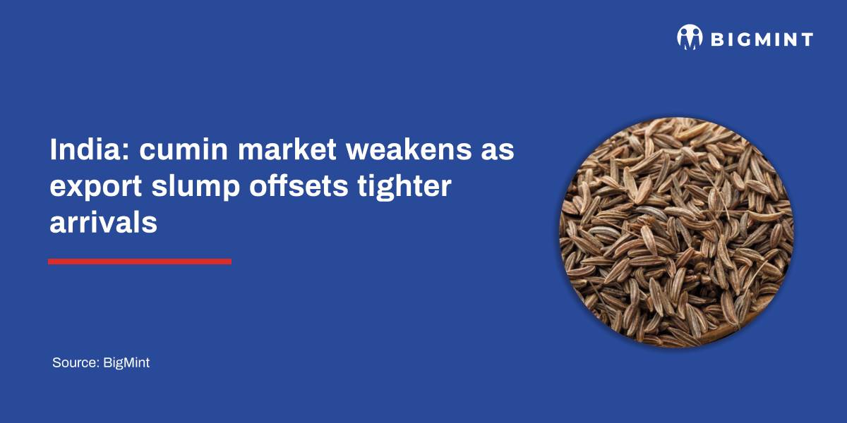 India: cumin market weakens as export slump offsets tighter arrivals