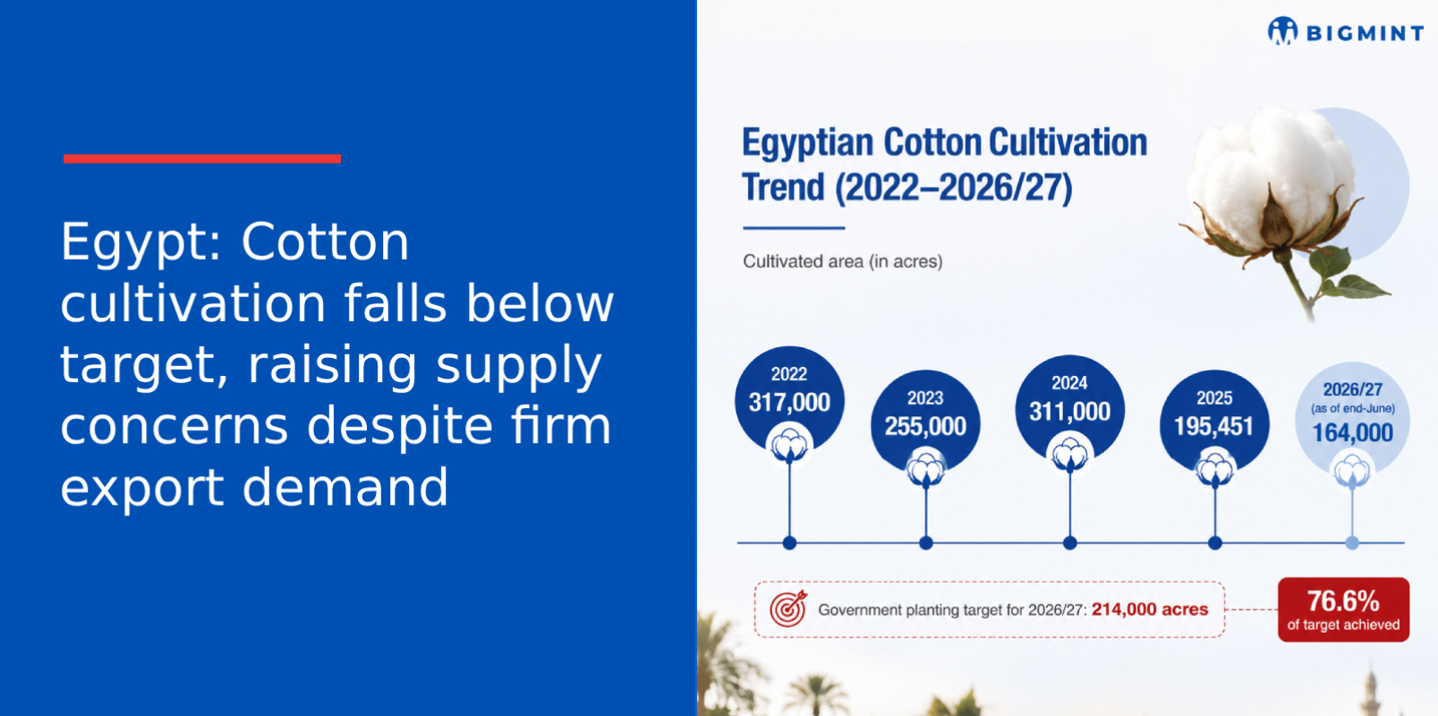 Egypt: Cotton cultivation falls below target, raising supply concerns despite firm export demand