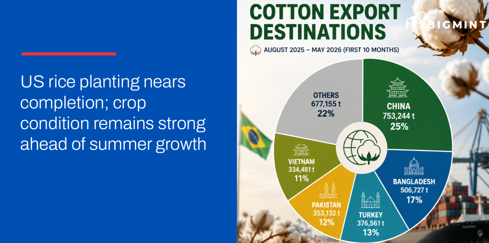 Brazil: Record cotton exports offset weaker 2026 crop outlook
