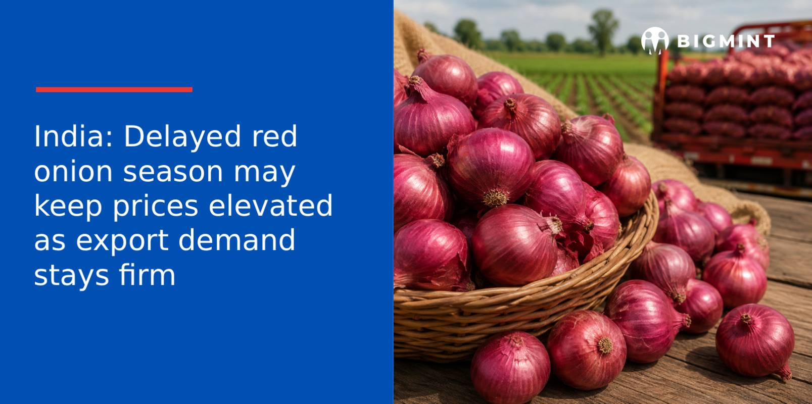 India: Delayed red onion season may keep prices elevated as export demand stays firm