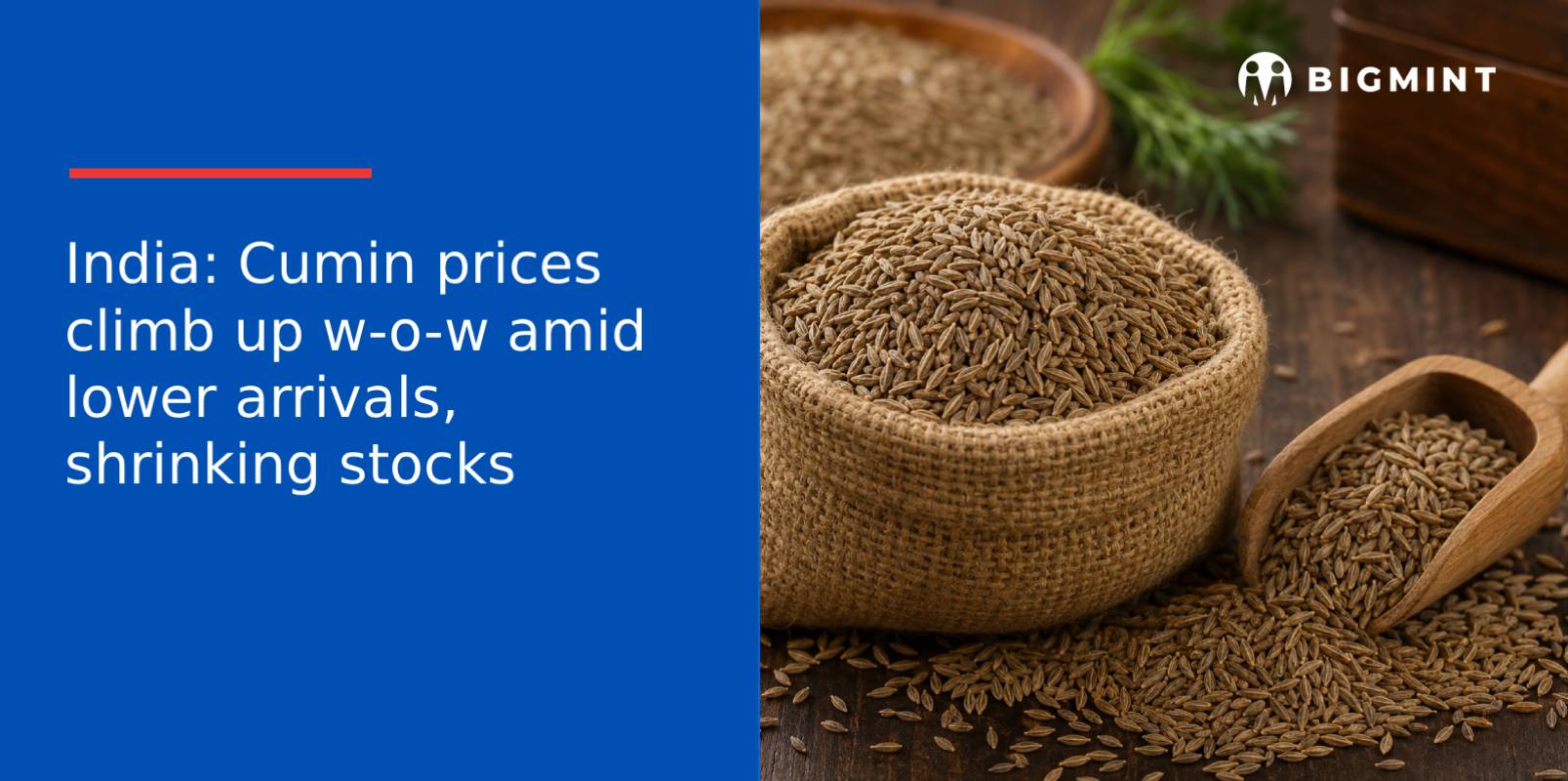 India: Cumin prices climb up w-o-w amid lower arrivals, shrinking stocks