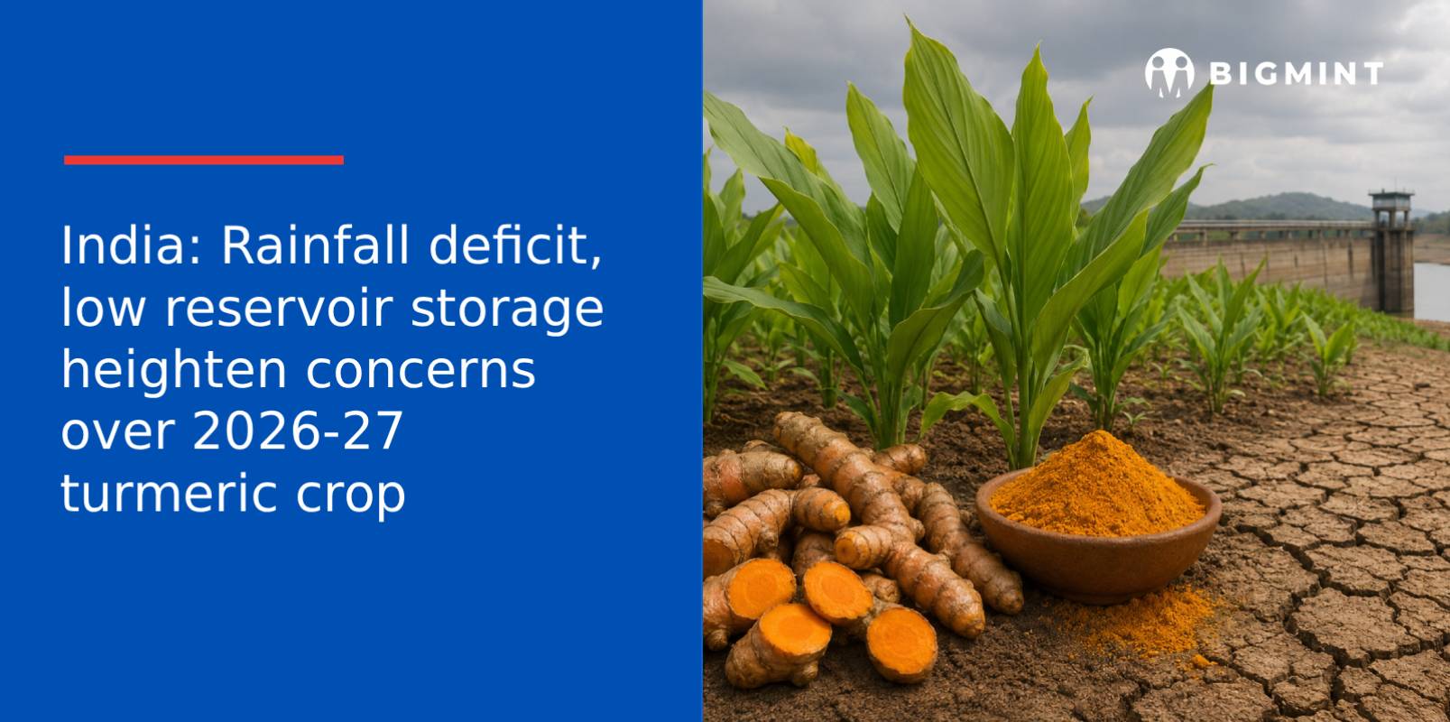 India: Rainfall deficit, low reservoir storage heighten concerns over 2026-27 turmeric crop