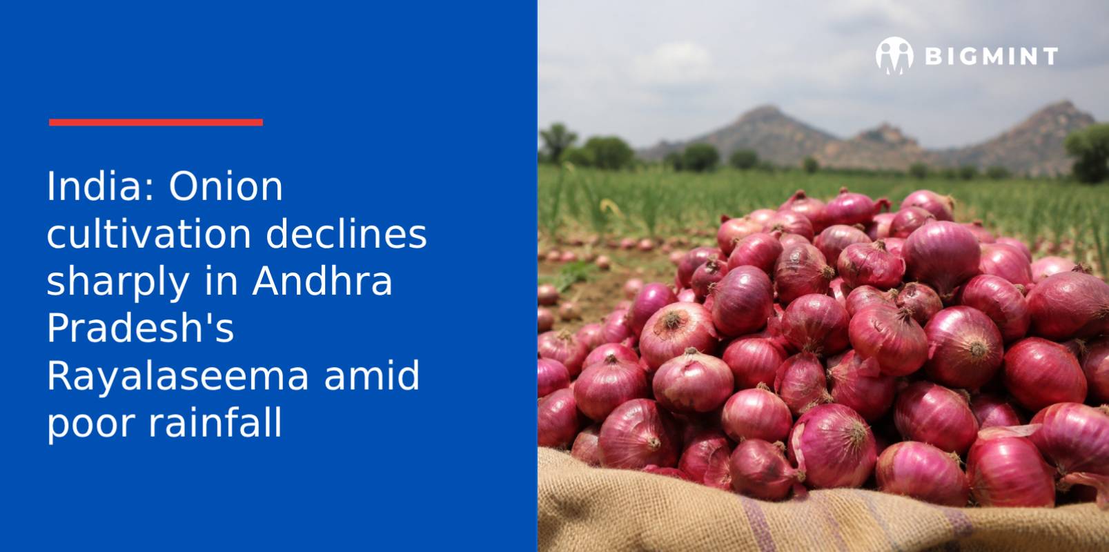 India: Onion cultivation declines sharply in Andhra Pradesh’s Rayalaseema amid poor rainfall