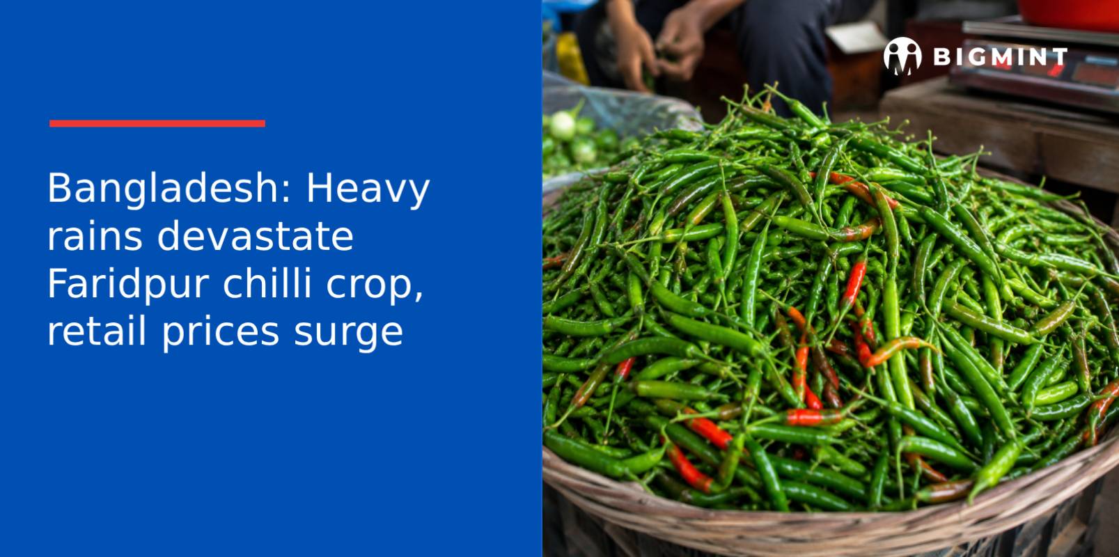 Bangladesh: Heavy rains devastate Faridpur chilli crop, retail prices surge