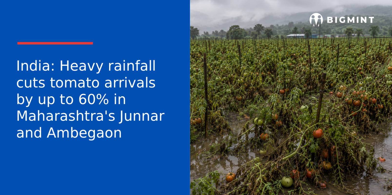 India: Heavy rainfall cuts tomato arrivals by up to 60% in Maharashtra’s Junnar and Ambegaon