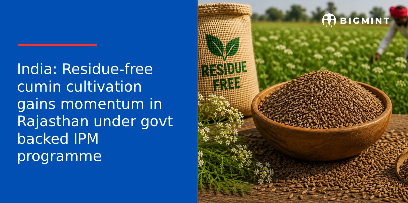 India: Residue-free cumin cultivation gains momentum in Rajasthan under govt backed IPM programme