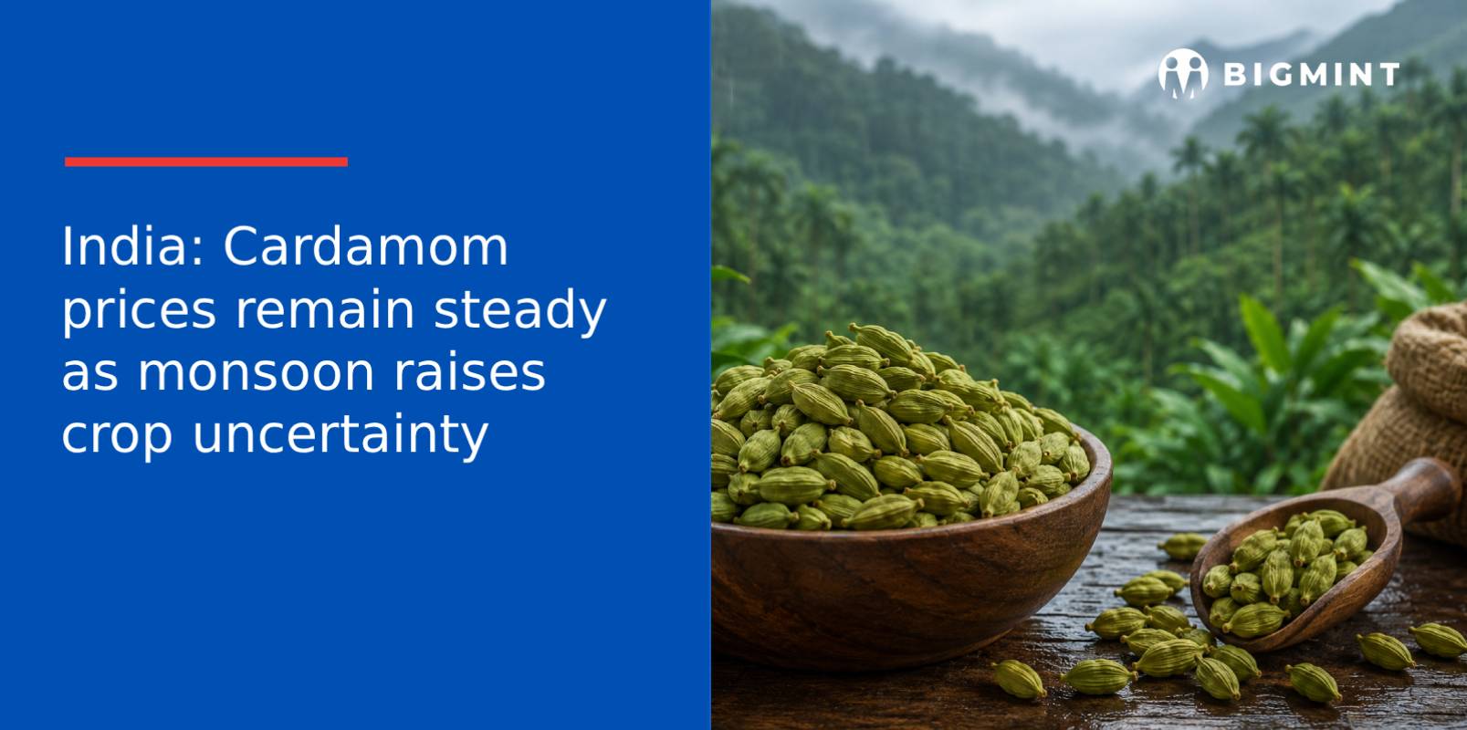 India: Cardamom prices remain steady as monsoon raises crop uncertainty