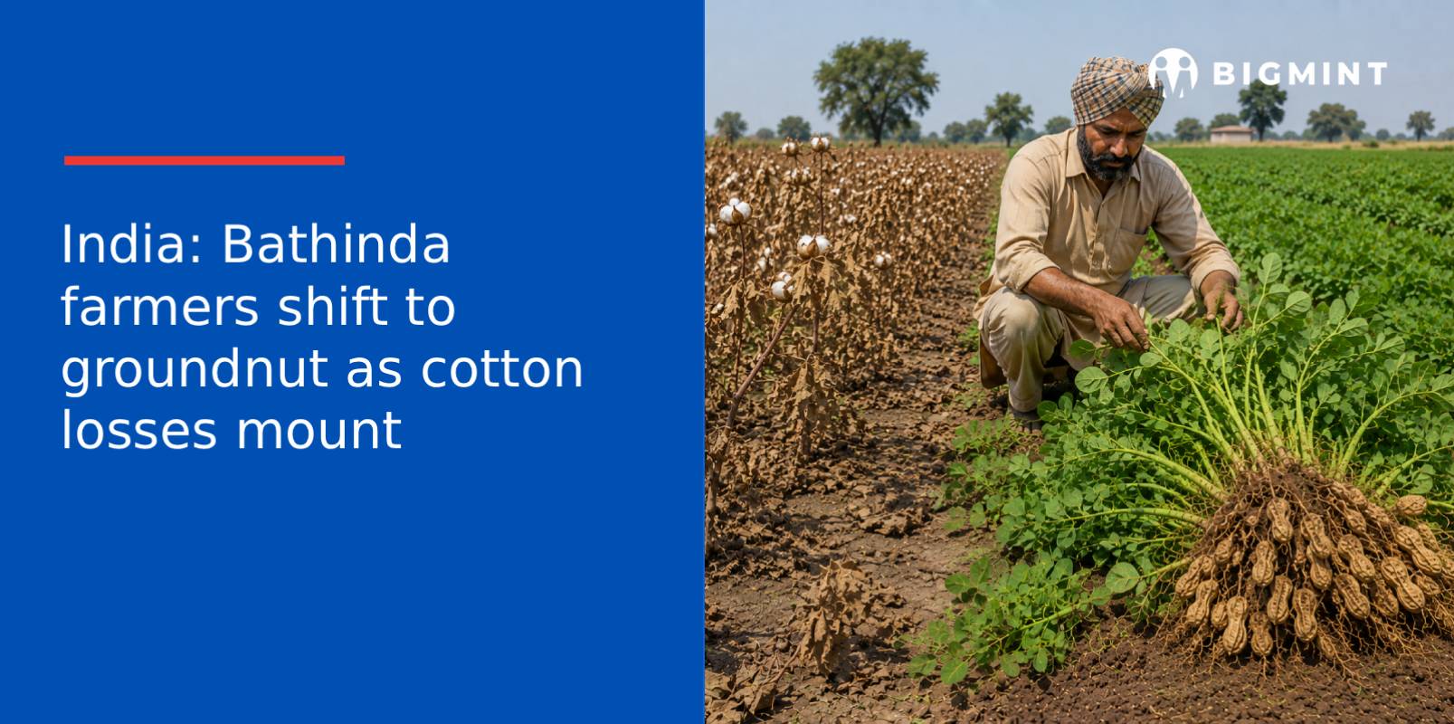 India: Bathinda farmers shift to groundnut as cotton losses mount