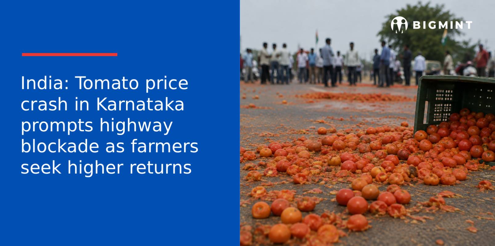 India: Tomato price crash in Karnataka prompts highway blockade as farmers seek higher returns
