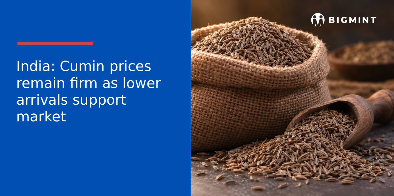 India: Cumin prices remain firm as lower arrivals support market