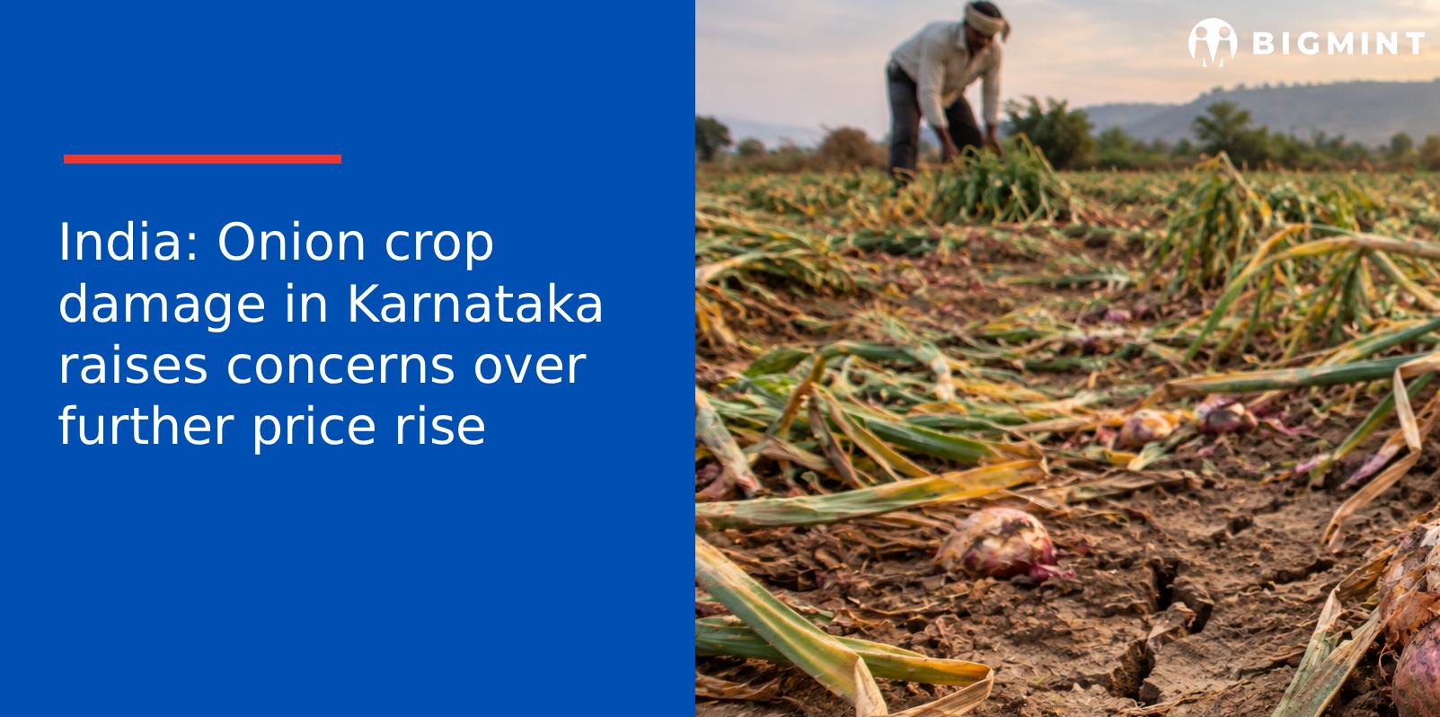 India: Onion crop damage in Karnataka raises concerns over further price rise