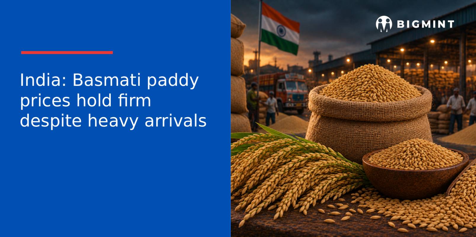 India: Basmati paddy prices hold firm despite heavy arrivals