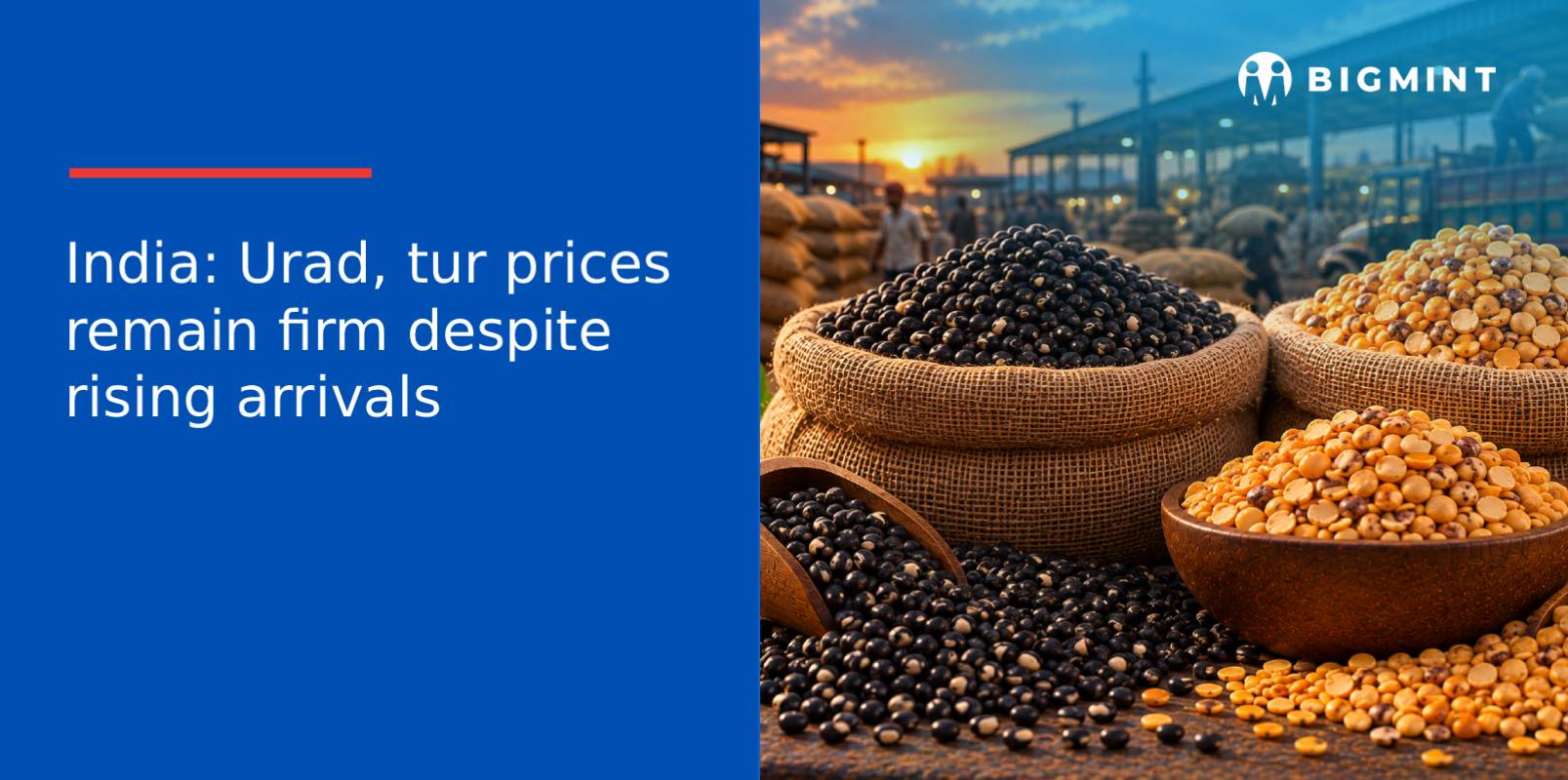 India: Urad, tur prices remain firm despite rising arrivals