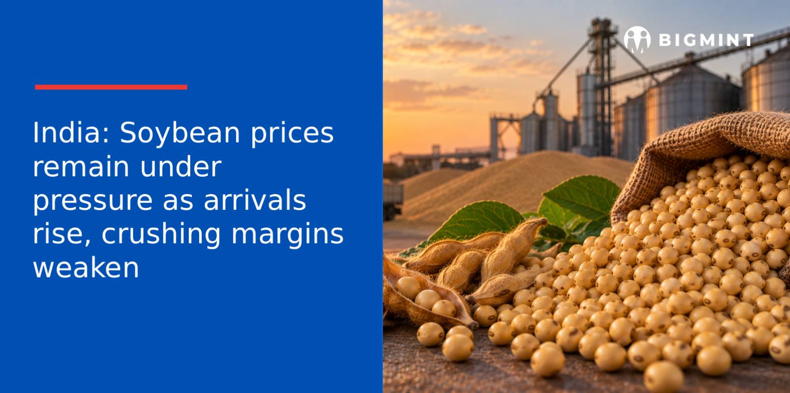 India: Soybean prices remain under pressure as arrivals rise, crushing margins weaken