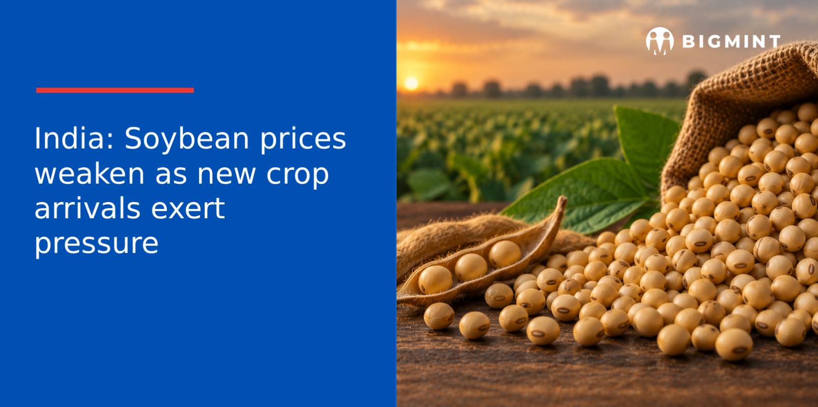 India: Soybean prices weaken as new crop arrivals exert pressure