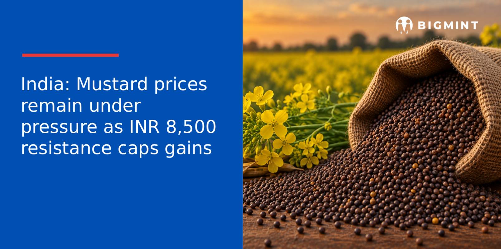 India: Mustard prices remain under pressure as INR 8,500 resistance caps gains