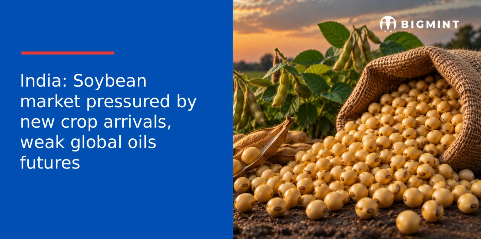 India: Soybean market pressured by new crop arrivals, weak global oils futures