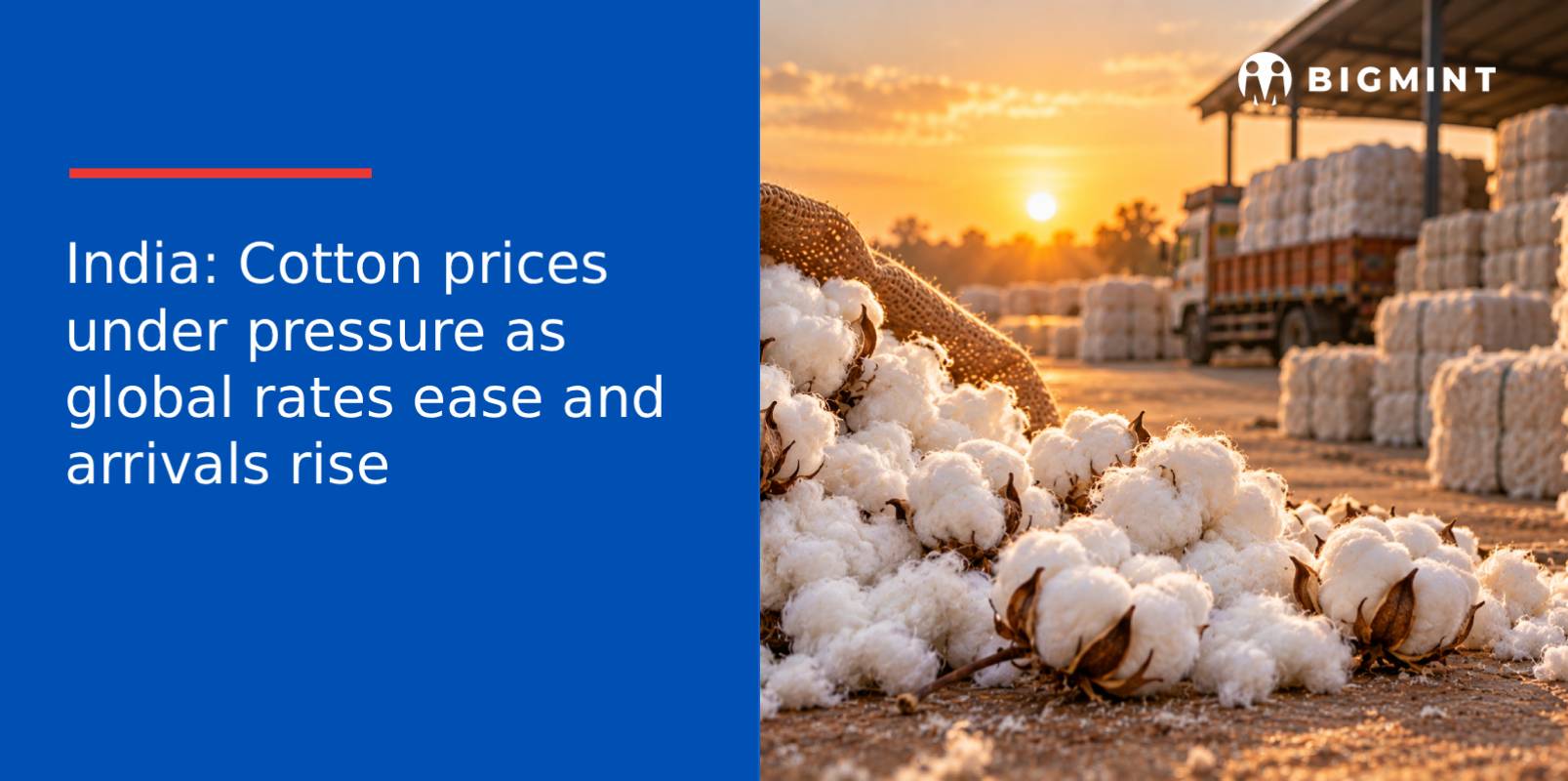 India: Cotton prices under pressure as global rates ease and arrivals rise