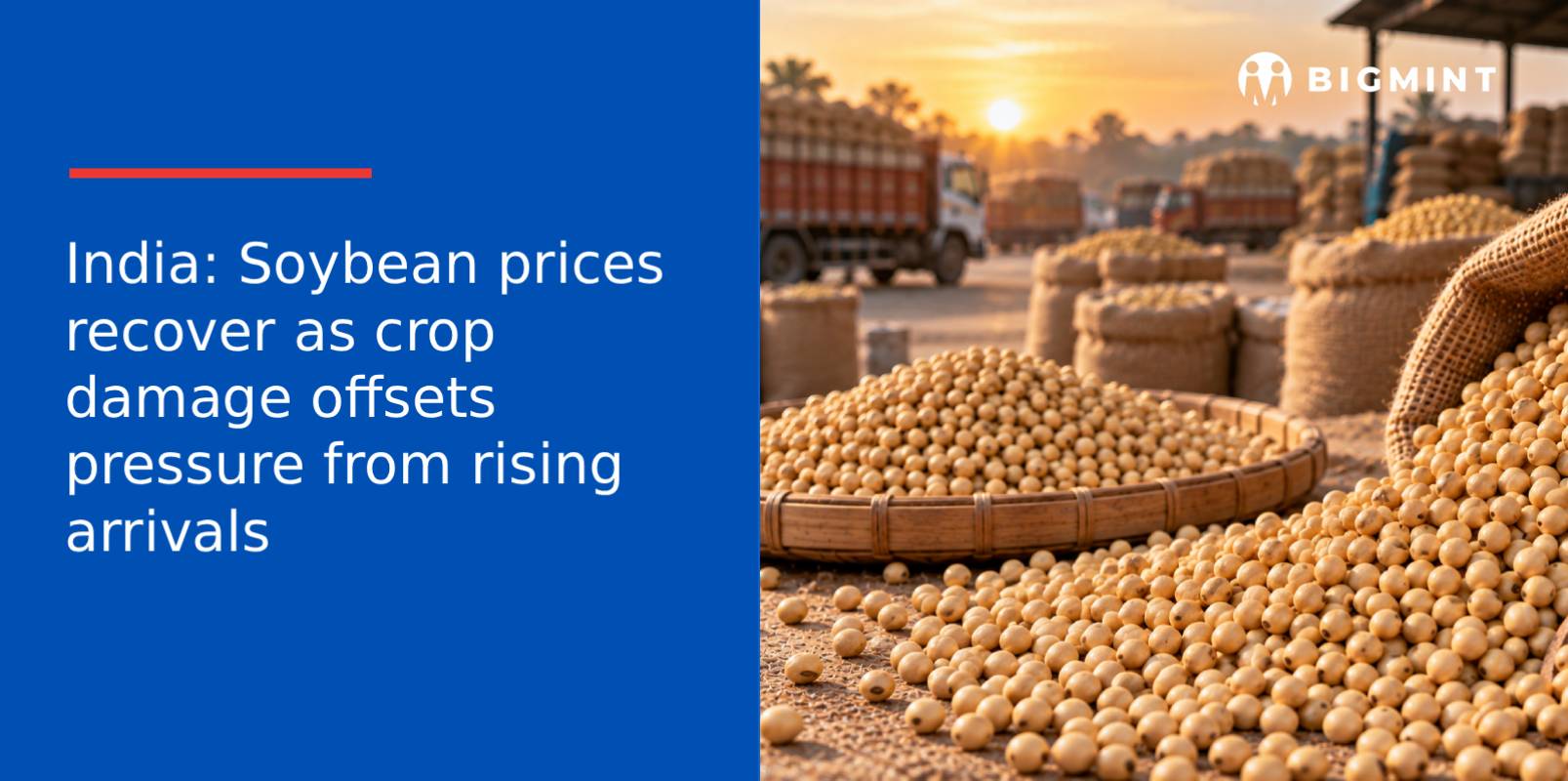 India: Soybean prices recover as crop damage offsets pressure from rising arrivals