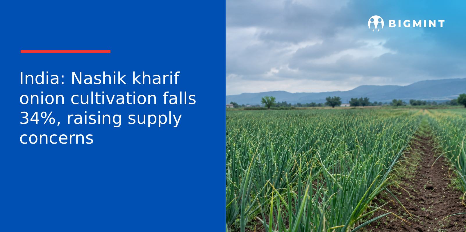 India: Nashik kharif onion cultivation falls 34%, raising supply concerns